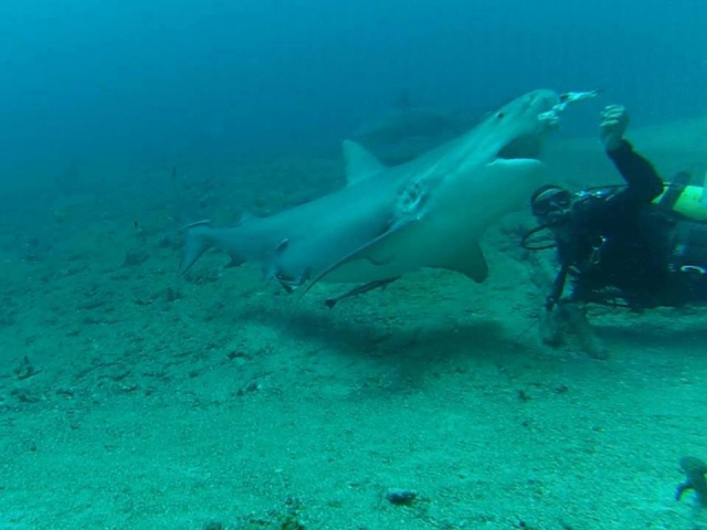  Requins des Caraïbes 